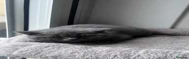 Straight Kitten 3