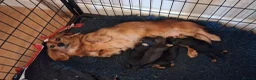 Miniature Dachshund dogs for sale: KC reg, mini long dachshund puppies - Advert 2