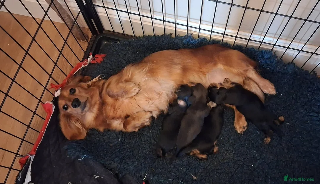 Miniature Dachshund dogs for sale: KC reg, mini long dachshund puppies - Advert 2