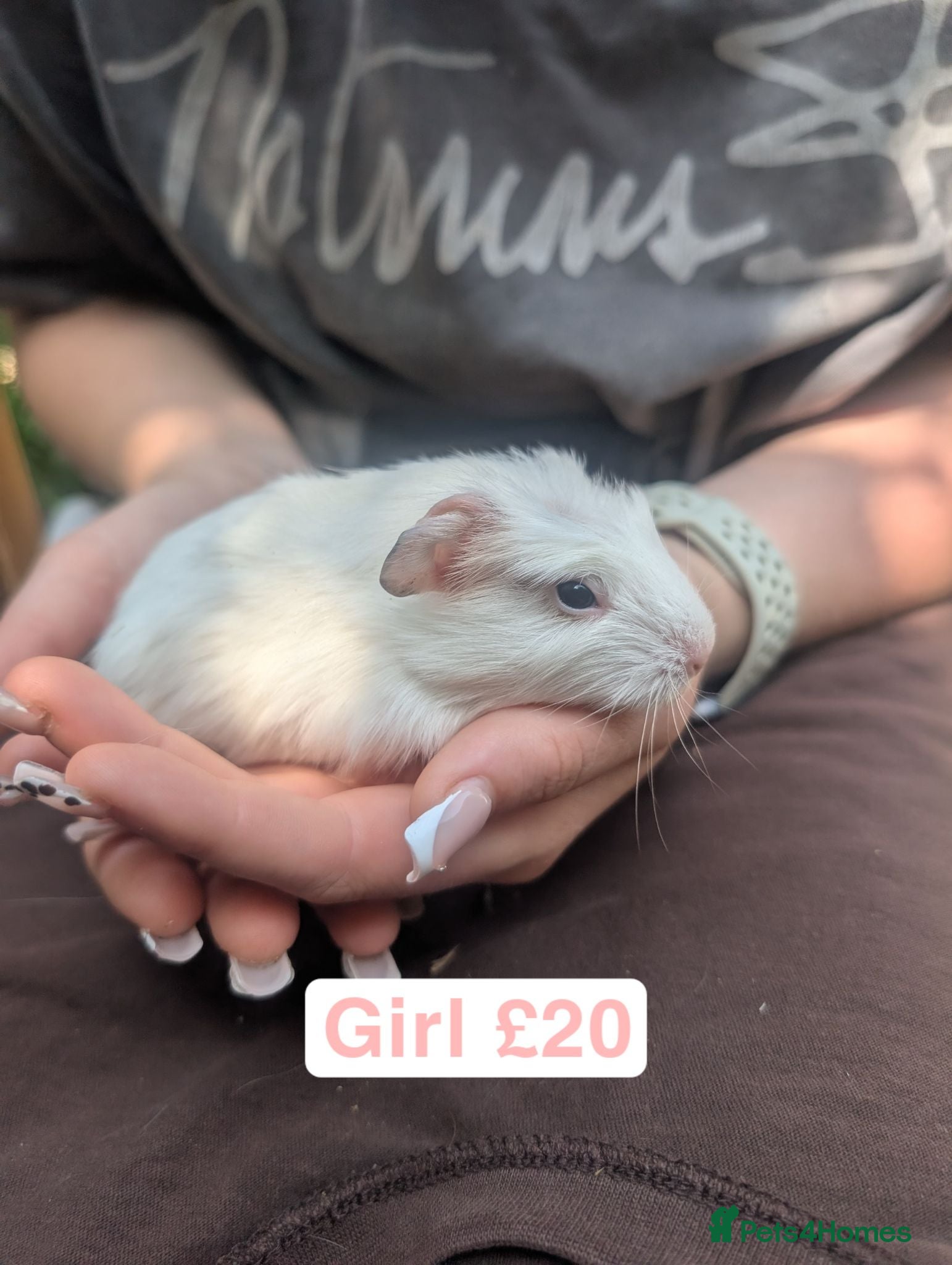 Guinea Pig rodents Guinea pigs girls and boys  - Advert 4