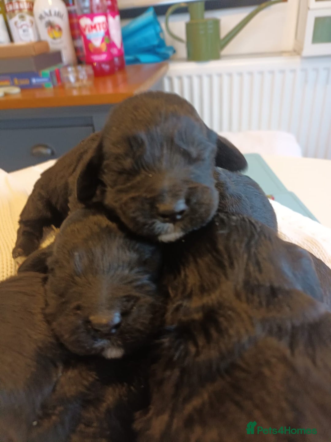 Sproodle dogs for sale: STUNNING SHOW SPRINGAPOO PUPPIES FOR SALE  - Advert 2