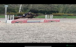 Irish Thoroughbred horses for sale: Second pony for games / hunting - Advert 4