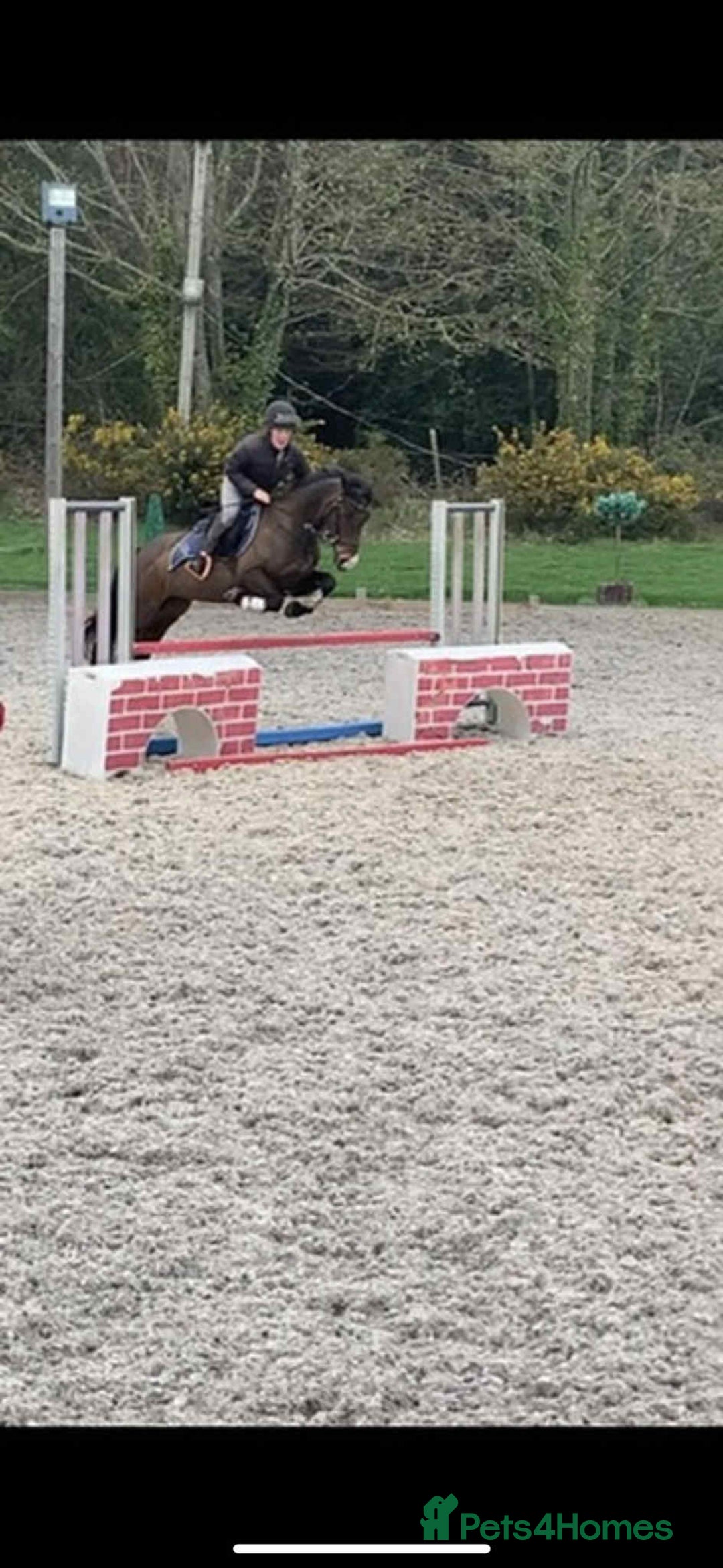 Irish Thoroughbred horses for sale: Second pony for games / hunting - Advert 4