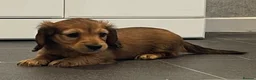 Dachshund dogs for sale: Miniature longhaired dachshund Puppies for sale  - Advert 5