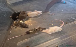 Mouse rodents for sale: Fancy mice for sale - Image 3
