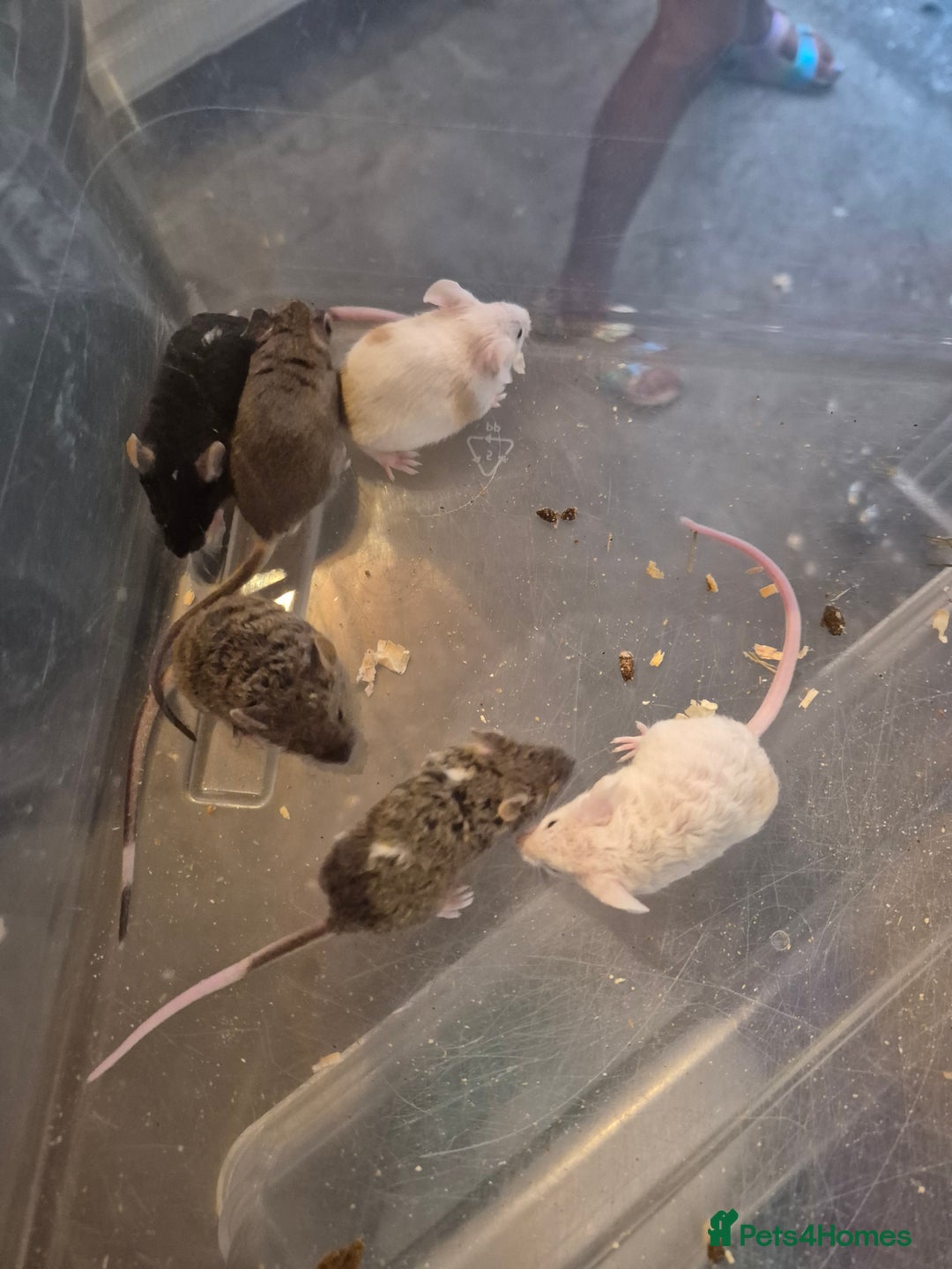 Mouse rodents for sale: Fancy mice for sale - Image 3