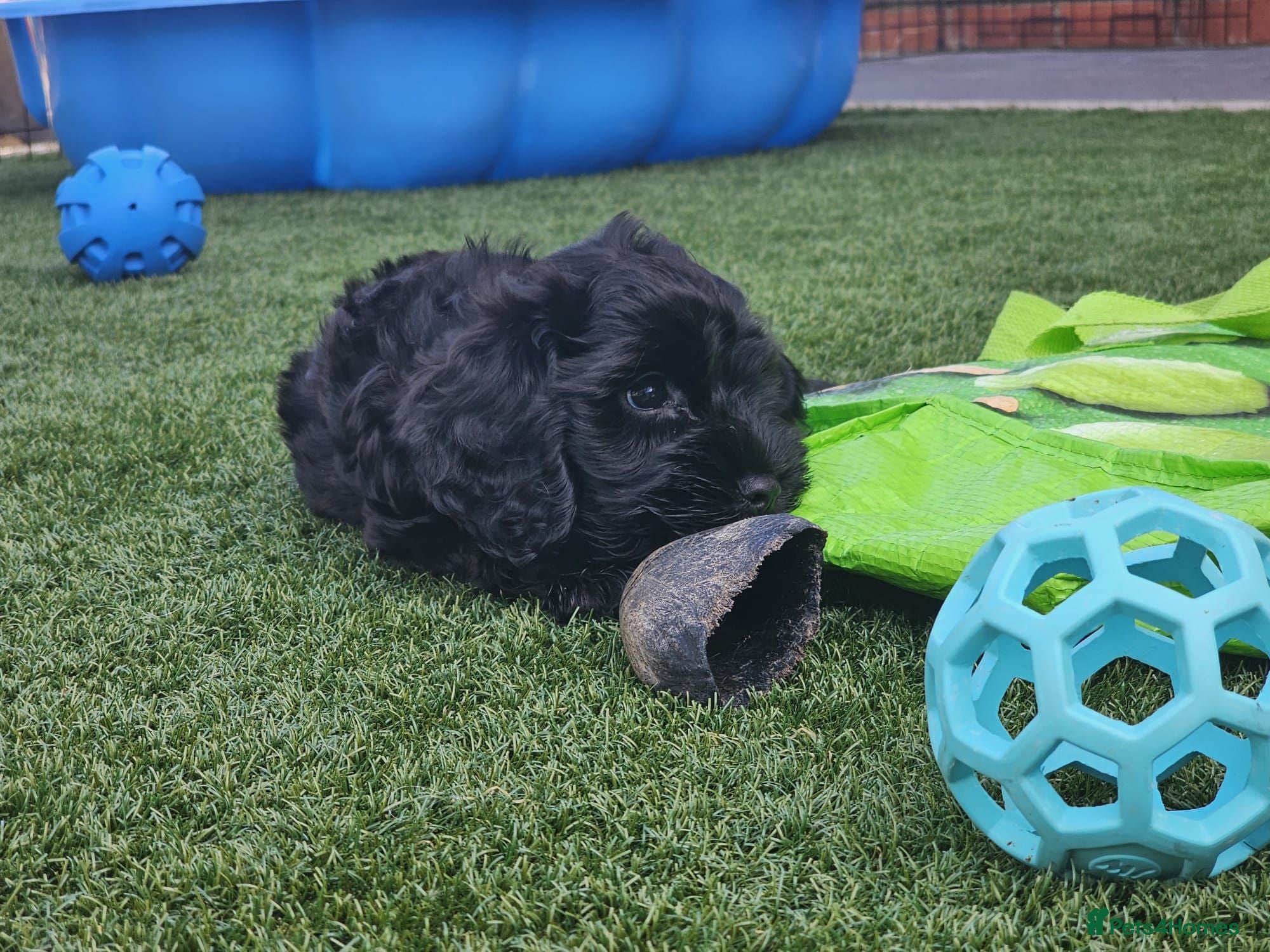 Cockapoo dogs Just 1 little girl left. Come see the cuteness! - Advert 2