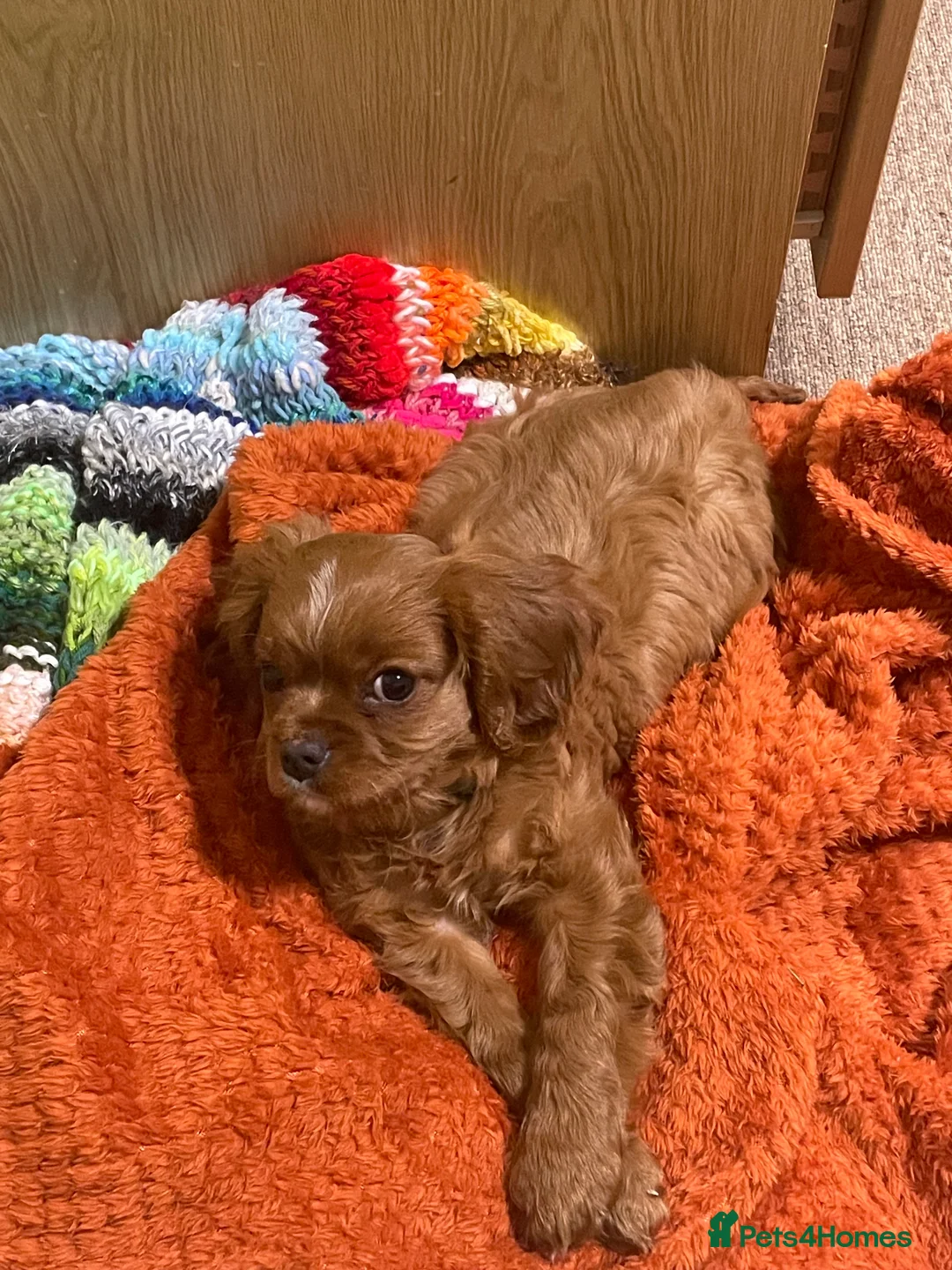 Cavalier King Charles Spaniel dogs for sale: Cavalier King Charles spaniel  in Coleford - Advert 3