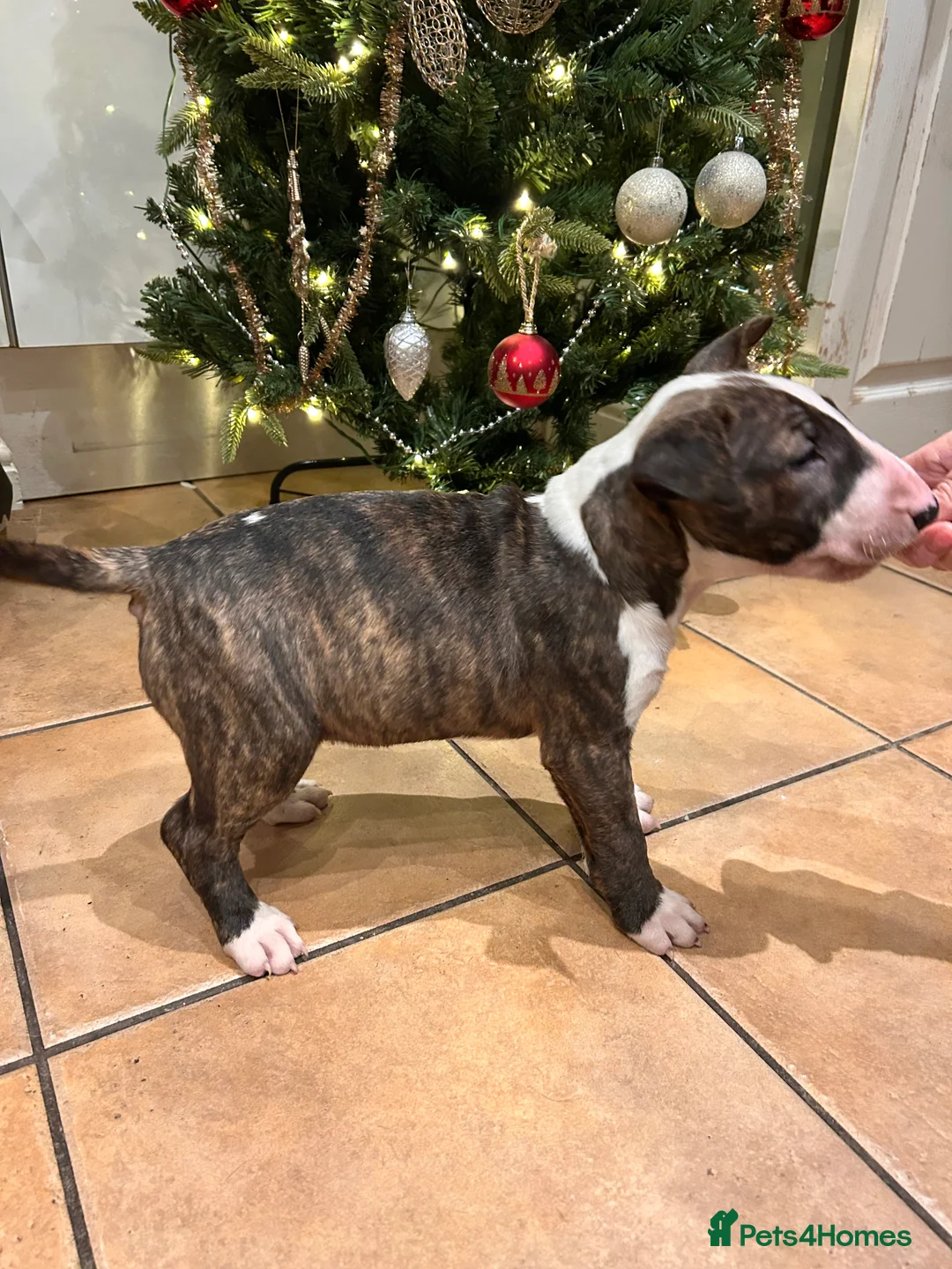 English Bull Terrier dogs for sale: Chunky english bull terrier bitch for sale - Advert 12