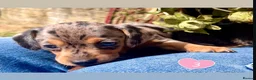 Miniature Dachshund dogs for sale: 💕 Lovely Miniature Dachshund Puppies - Advert 5