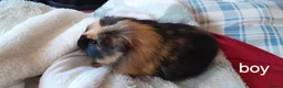 Guinea Pig rodents for sale: Guinea pigs 6 weeks  - Advert 5