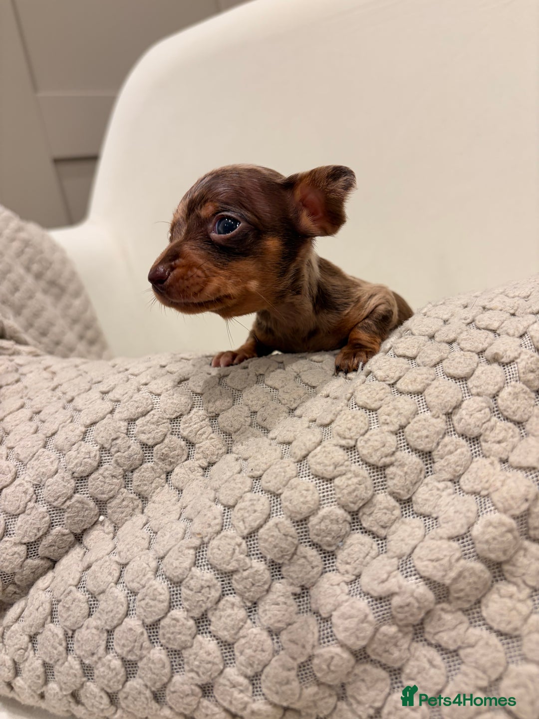 Dachshund dogs for sale: Sausage dog puppys - Advert 9