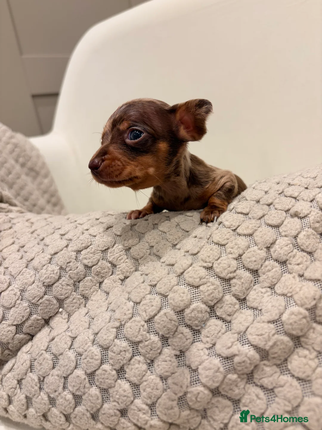 Dachshund dogs for sale: Sausage dog puppys - Advert 9