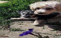 Jackapoo dogs for sale: Miniature Jackapoo  - Image 2