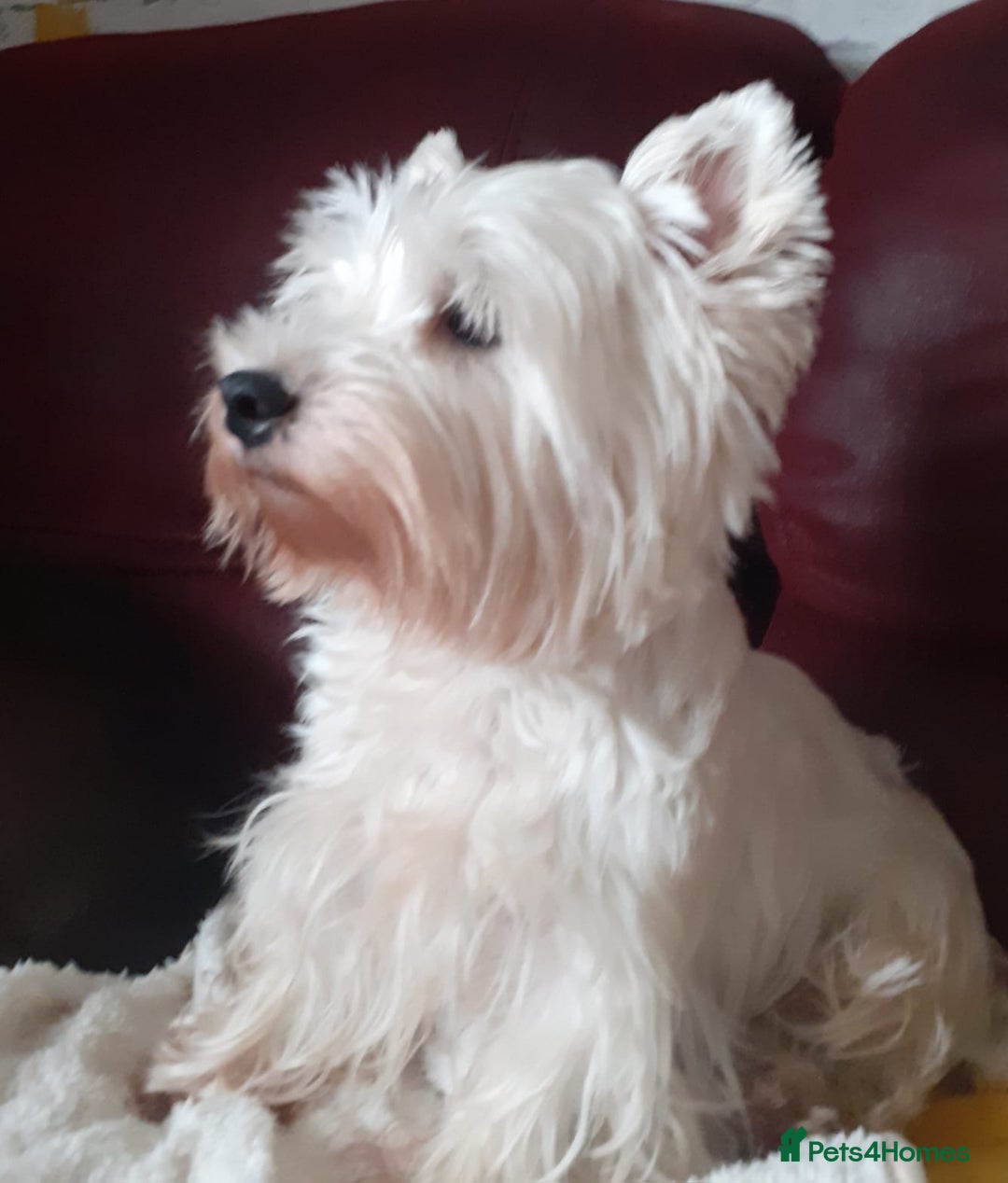 West Highland Terrier dogs for sale: KC Reg Quality West Highland Terrier Puppies  - Image 14