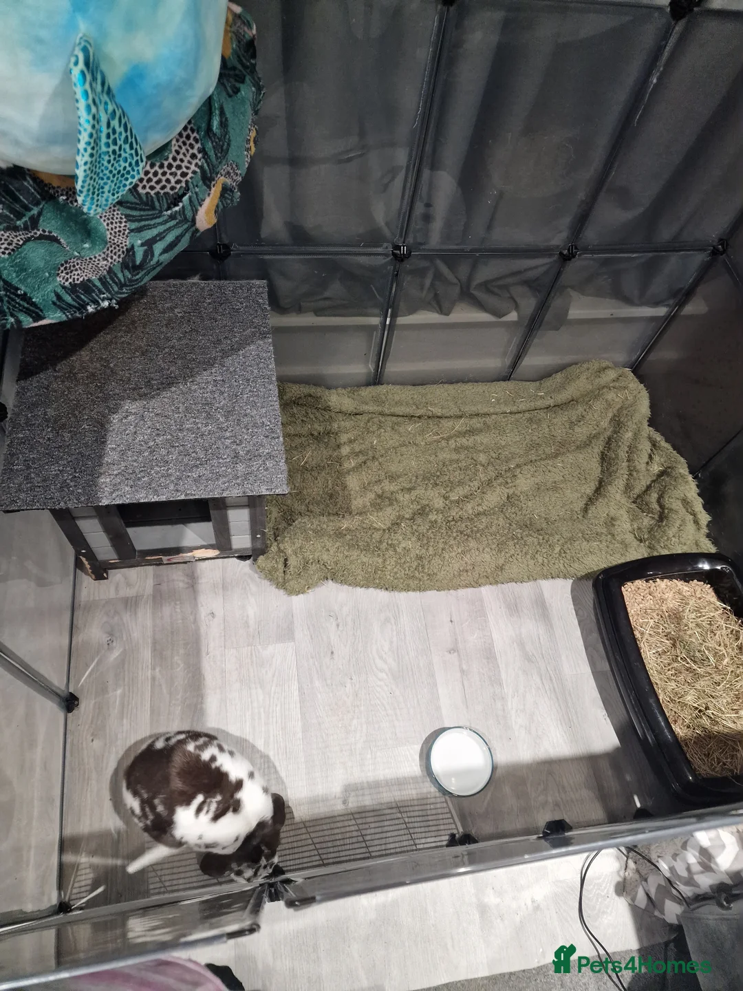 Mini Lop rabbits for sale: Eddie Mini Lop Rabbit (6 years old ) male  - Advert 5