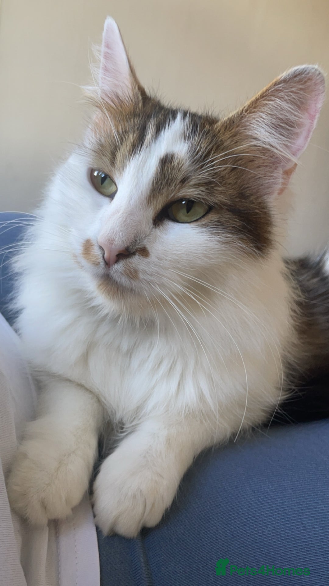 Maine Coon cats for sale: Rosie - Advert 8