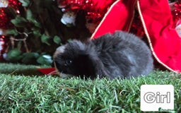 Mini Lop rabbits for sale: Pure mini lop babies  - Advert 14