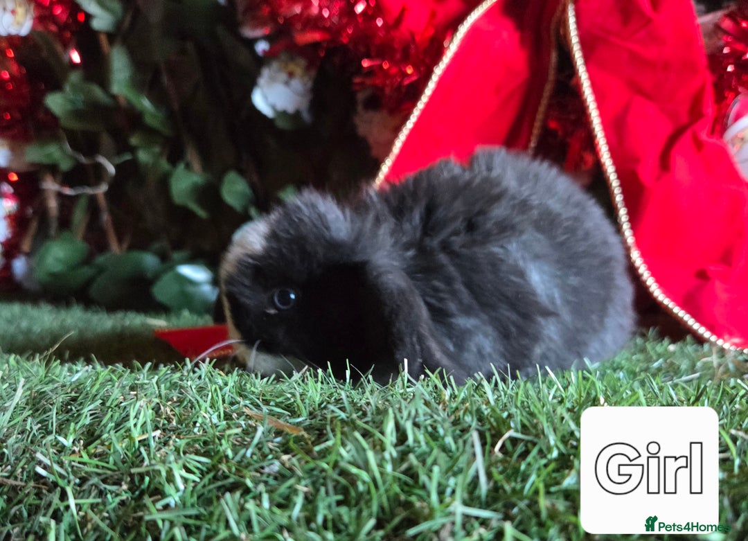 Mini Lop rabbits for sale: Pure mini lop babies  - Advert 14