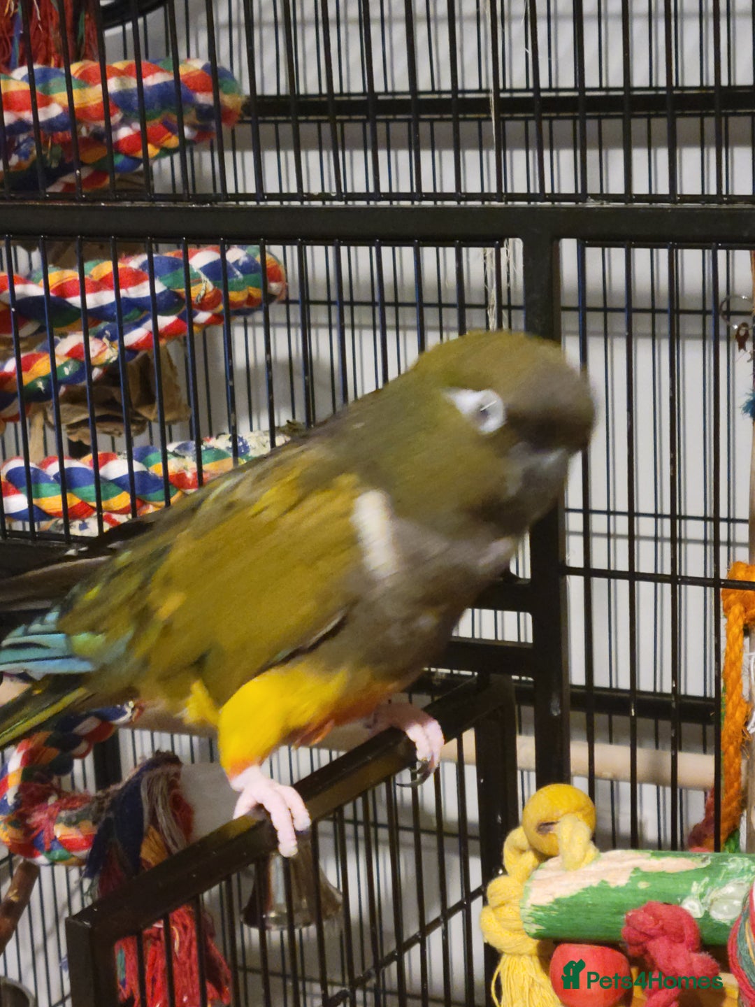 Conures birds for sale: Peekaboo - Advert 2