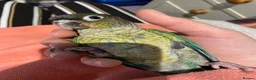 Conures birds for sale: Meet Belle and Killian! in Trowbridge - Advert 6