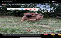 Shar Pei dogs for sale: Shar Pei Puppies (5 boys, 1 girl) *8 weeks* - Image 1