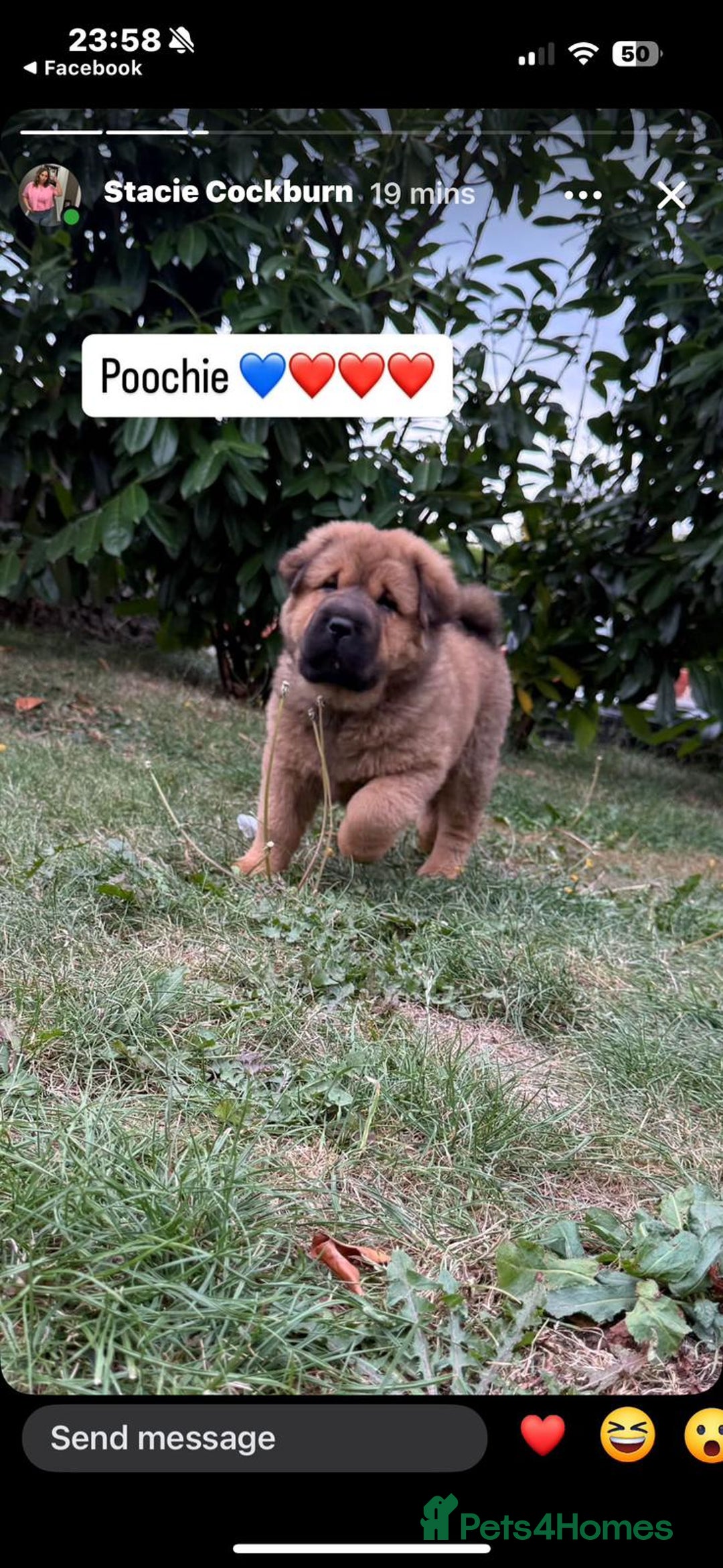 Shar Pei dogs for sale: Shar Pei Puppies (5 boys, 1 girl) *8 weeks* - Image 1