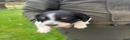 Mixed Breed dogs for sale: Collie X cocker puppies - Advert 6