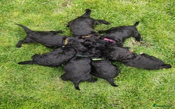 Bordoodle dogs for sale: Borderdoodle  Free five weeks insurance  - Image 19