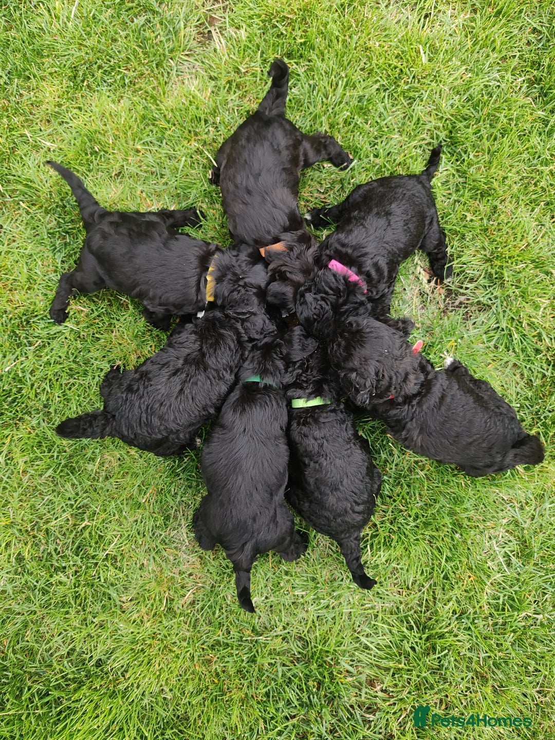 Bordoodle dogs for sale: Borderdoodle  Free five weeks insurance  - Image 19