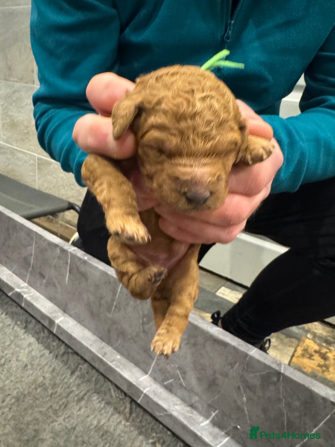 Goldendoodle dogs for sale: Golden doodles f1b - Advert 22