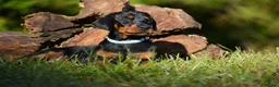 Dobermann dogs for sale: Beautiful litter for sale  - Advert 7