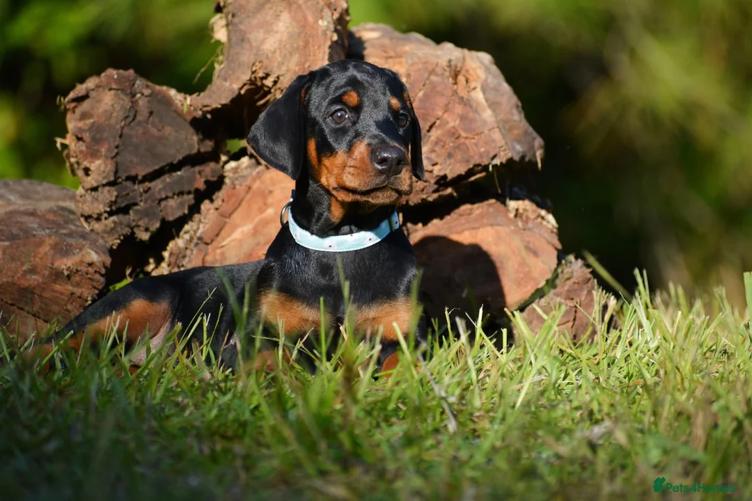 Dobermann dogs for sale: Beautiful litter for sale  - Advert 7