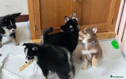 Pomsky dogs for sale: Pomsky Puppies for Sale - Image 34