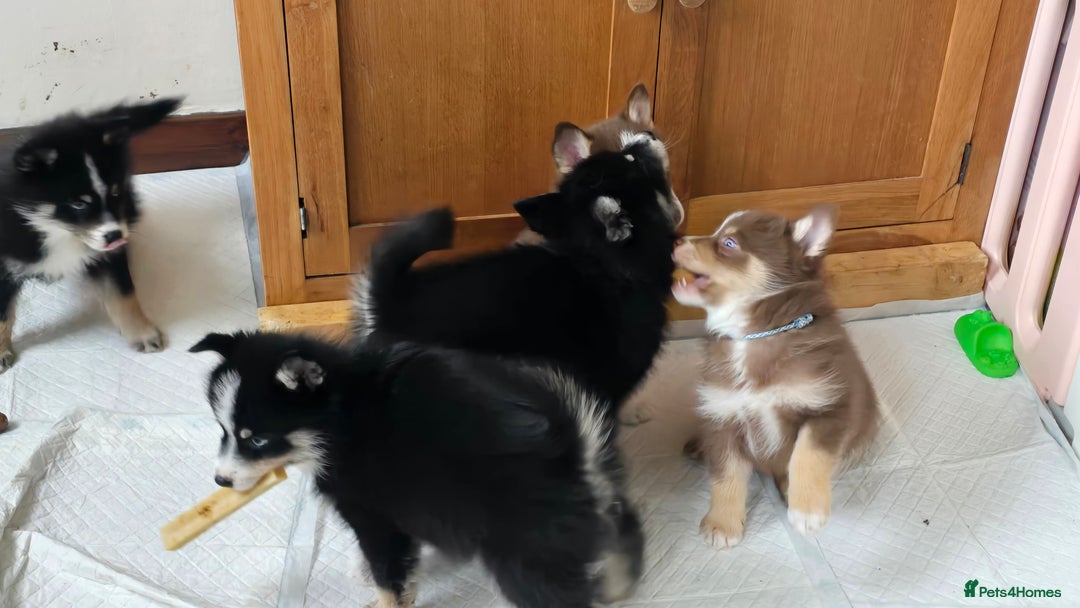 Pomsky dogs for sale: Pomsky Puppies for Sale - Image 34