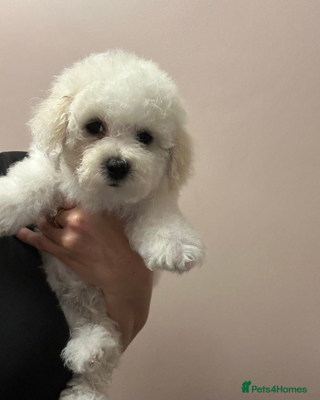 Bichon Frise dogs for sale: Beautiful bichon frise puppies  - Advert 2