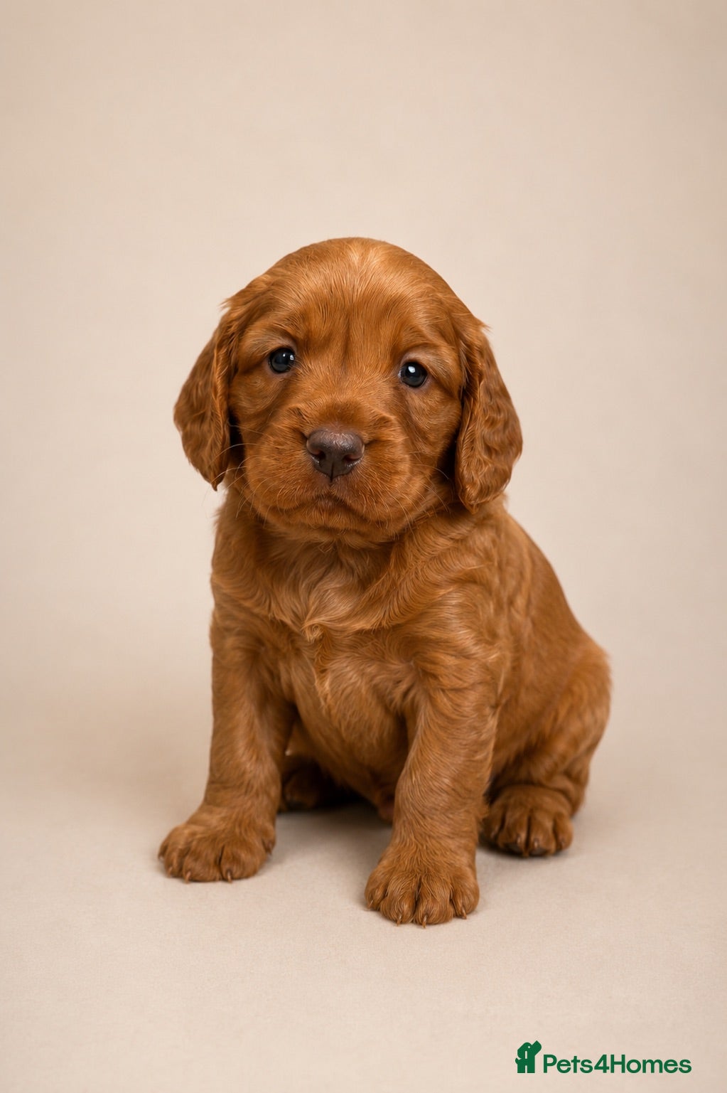 Cocker Spaniel dogs Outstanding KC Working Cockers Champion Bloodlines - Advert 2