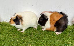 Guinea Pig rodents for sale: Super calm, friendly Guinea pig females  - Image 13