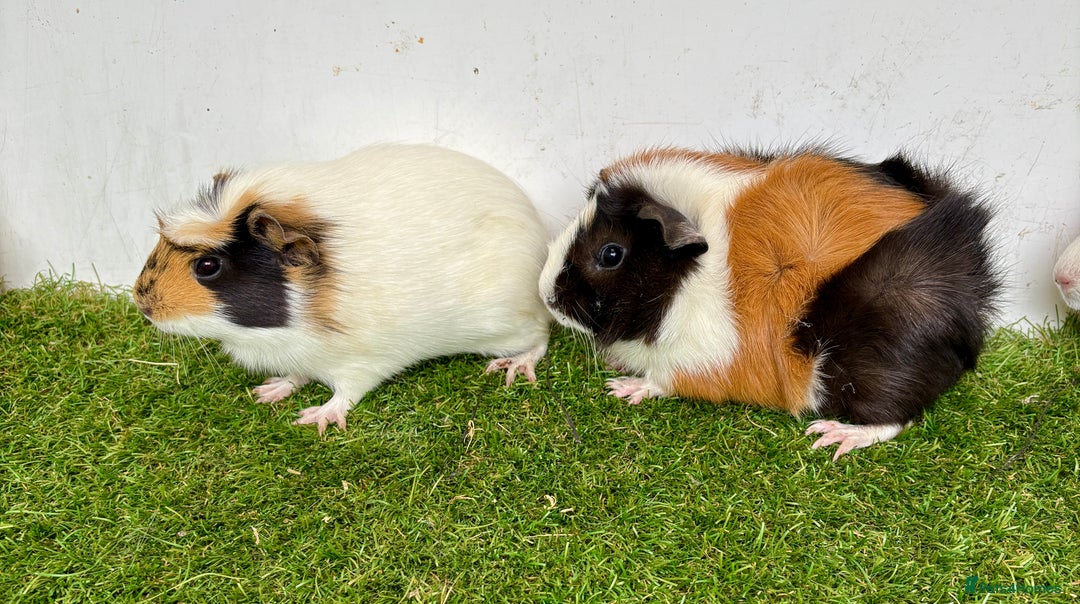 Guinea Pig rodents for sale: Super calm, friendly Guinea pig females  - Image 13