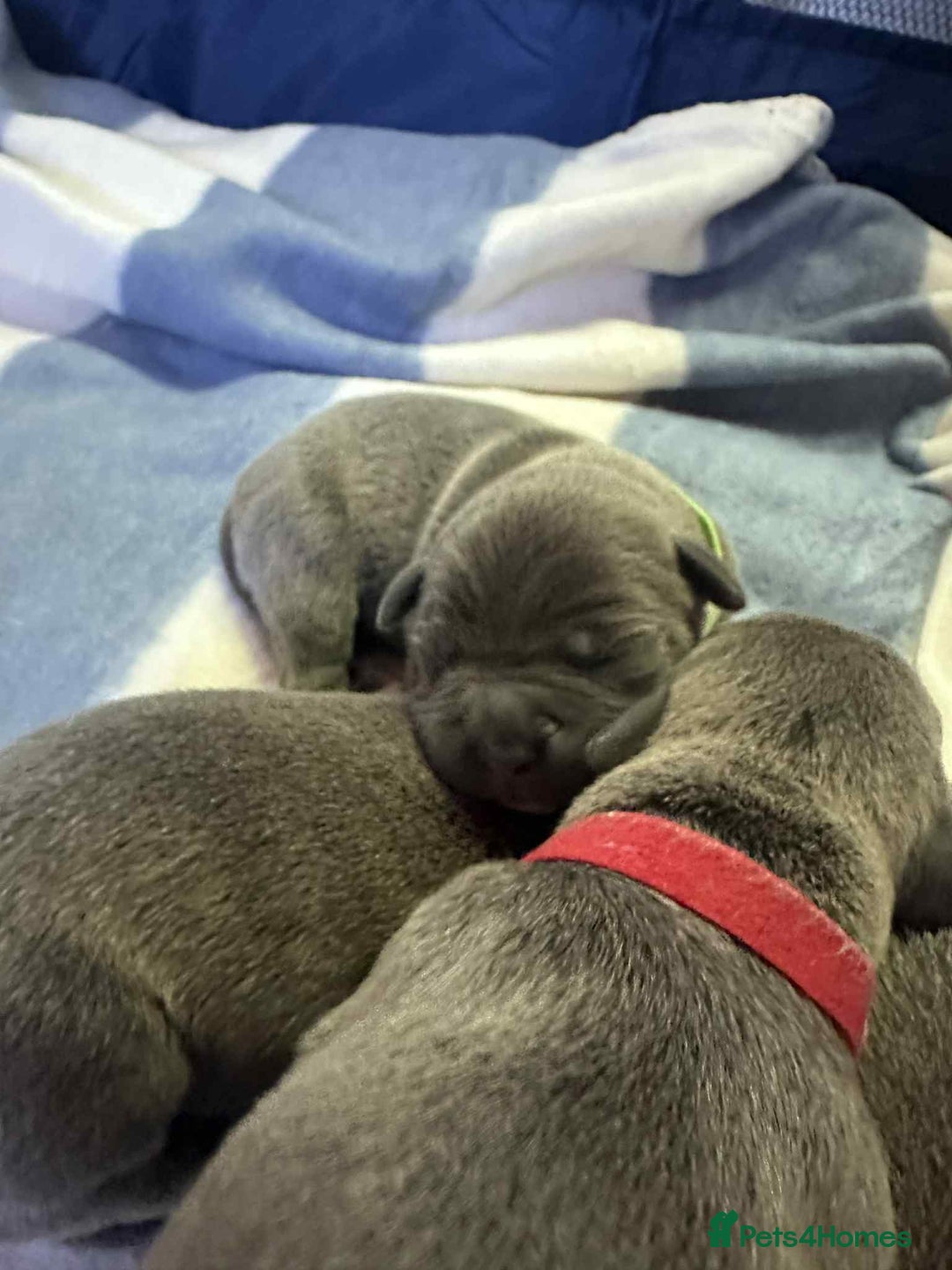 Mixed Breed dogs for sale: Blue staffy x classic bully Puppies 🐶 💙  - Image 16