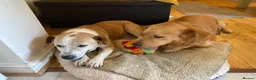 Mixed Breed dogs for adoption: GRANDPA - could you be his hero? - Advert 10