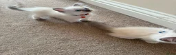 Ragdoll cats for sale: Purebred Ragdol Kitten - DNA Verified 100% - Advert 19