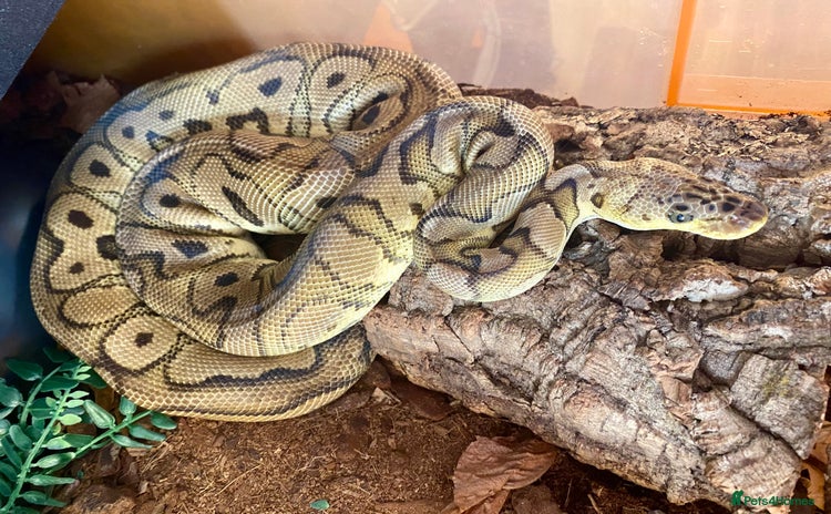 Python Snake reptiles - Advert 1