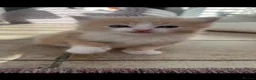 Ragdoll cats for sale:     Adorable Female Mixed Ragdoll Kitten 🩷 - Advert 4