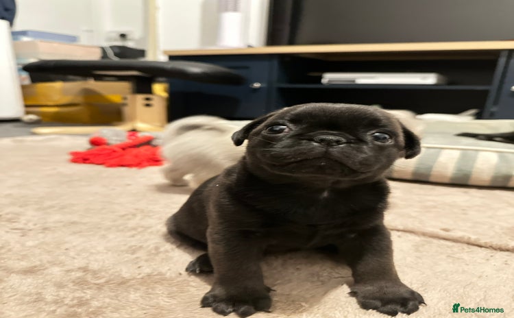 Pug dogs - Advert 1