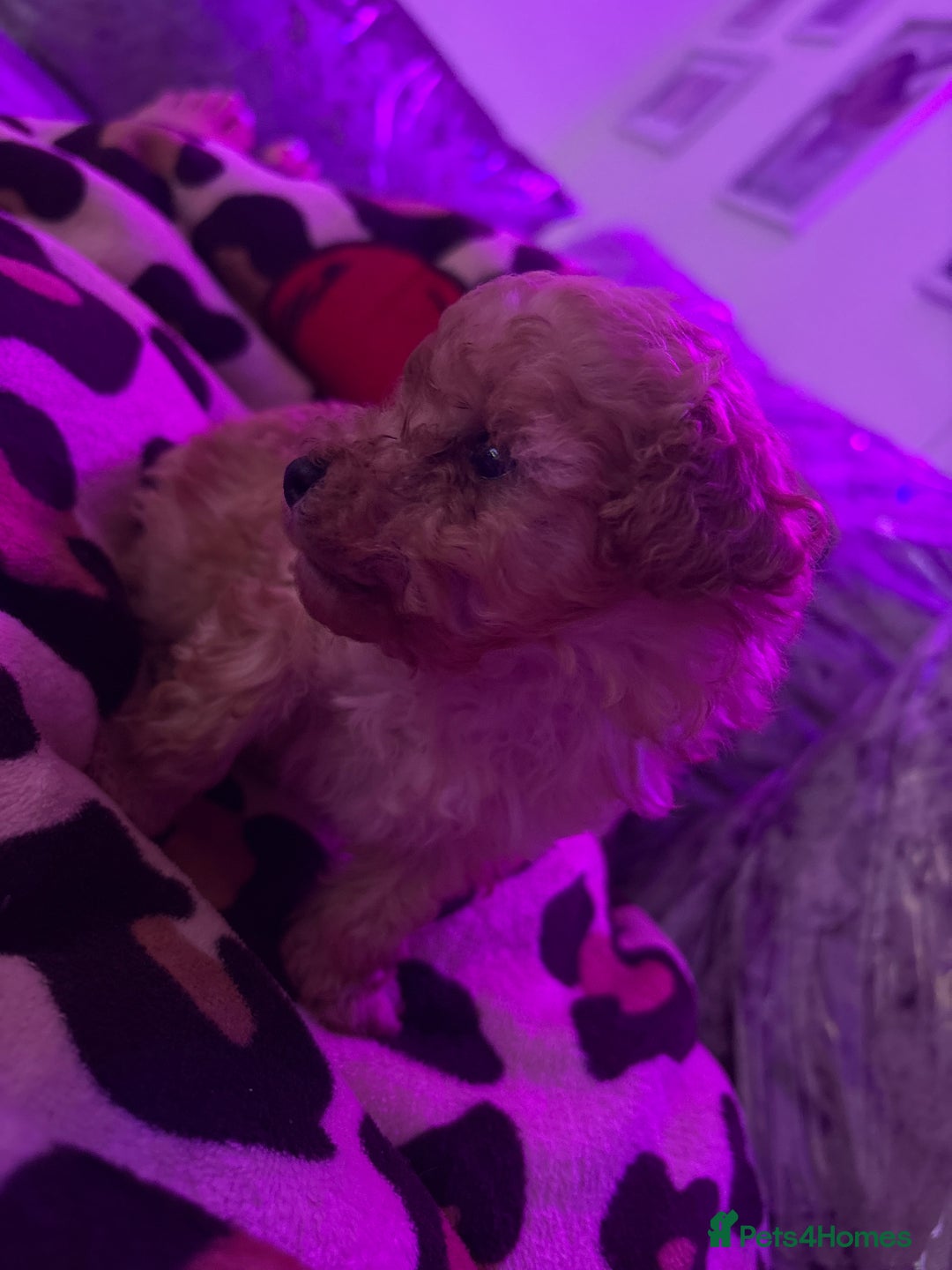 Toy Poodle dogs for sale: Super tiny toy poodle  - Advert 1