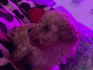 Toy Poodle dogs Super tiny toy poodle - Advert 1