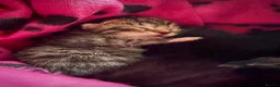 Domestic Shorthair cats for sale: Four sweet tabby & black kittens for sale - Advert 6