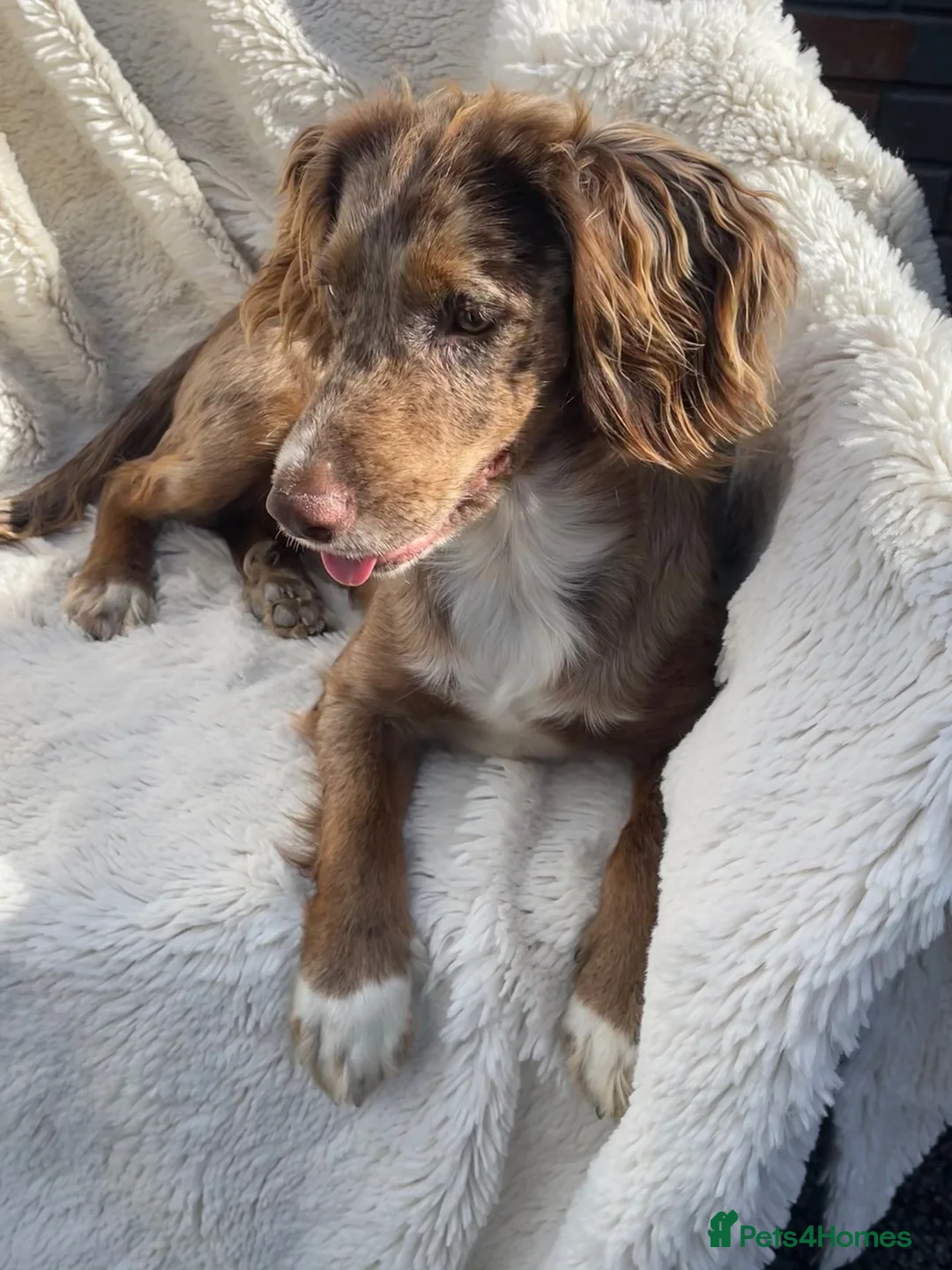 Cocker Spaniel dogs for sale: Merle cocker spaniel  - Advert 1