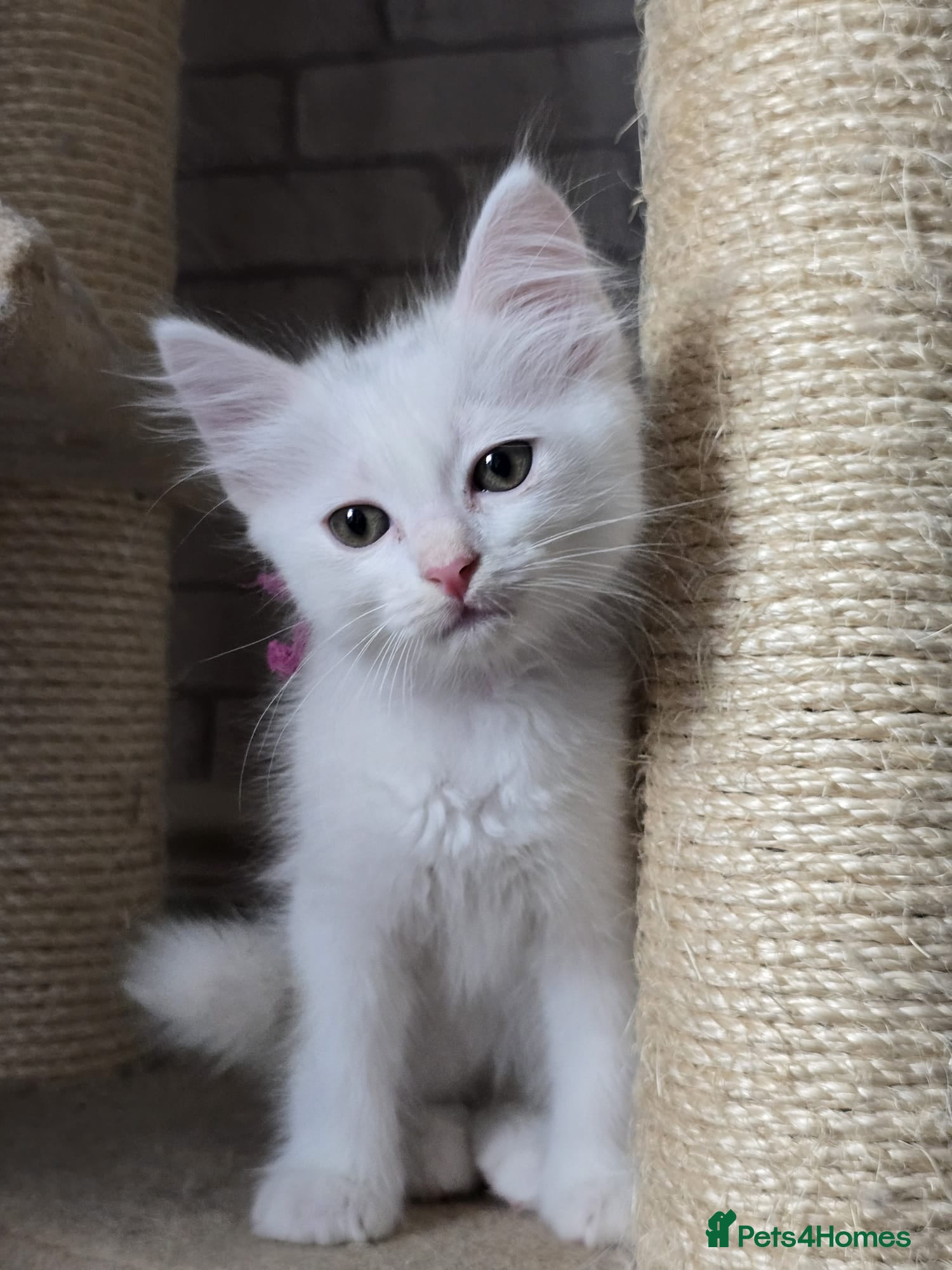 Mixed Breed cats Beautiful Long Hair Blue-Eyed Kittens  - Advert 16
